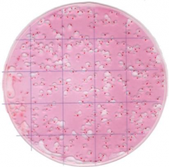 Coliform2